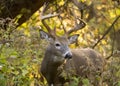 Buck Whitetail Deer