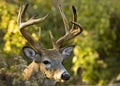 Buck Whitetail Deer