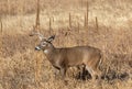 Buck Whitetail Deer in Fall in Colorado Royalty Free Stock Photo