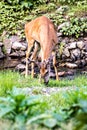 Buck Whitetail Deer Drinking Royalty Free Stock Photo