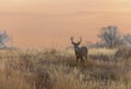 Whitetail Deer Buck at Sunset in Autumn Royalty Free Stock Photo