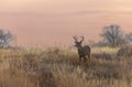 Whitetail Deer Buck at Sunset in Fall Royalty Free Stock Photo