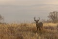 Whitetail Deer Buck at Sunset in Fall Royalty Free Stock Photo