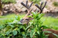 Buck Whitetail Deer Hiding Royalty Free Stock Photo
