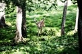 Buck Whitetail Deer looking uphill Royalty Free Stock Photo