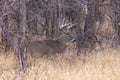 Buck Whitetail Deer Rutting in Autumn Royalty Free Stock Photo