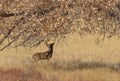 Buck Whitetail Deer Rutting in Colorado in Autumn Royalty Free Stock Photo