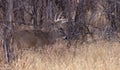 Buck Whitetail Deer Rutting in Colorado in Autumn Royalty Free Stock Photo