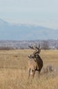 Rutting Buck Whitetail Deer in Autumn Royalty Free Stock Photo