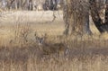 Buck Whitetail Deer During the Rut in Colorado in Fall Royalty Free Stock Photo