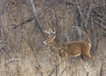 Buck Whitetail Deer During the Rut in Colorado in Fall Royalty Free Stock Photo