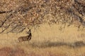 Buck Whitetail Deer Rutting in Autumn Royalty Free Stock Photo