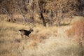 Buck Whitetail Deer Rutting in Fall Royalty Free Stock Photo