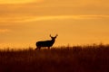 Buck Whitetail Deer at Sunset Royalty Free Stock Photo