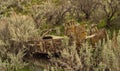 Buckboard Wagon Lost in the Sagebrush