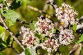 Buckbrush Ceanothus cuneatus, Pinnacles National Park, California