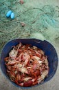 Bucket with alive raw red crabs caught in ocean