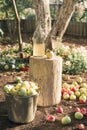 Bucket of apples in a garden, vertical orientaion