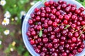 A bucket of beautiful juicy ripe cherries, a bucket of collected berries cherry