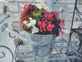 Bucket of begonias