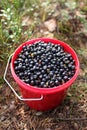 bucket blueberries Royalty Free Stock Photo