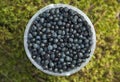 The Bucket With Blueberries Close View Royalty Free Stock Photo