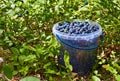 Bucket with blueberries Royalty Free Stock Photo