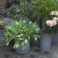 The bucket with a bouquet of white tulips and a vase with red roses as a decoration for the entrance of the house Royalty Free Stock Photo