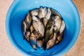 A bucket of caught crucian fish and gobies. Great catch on a float in a river