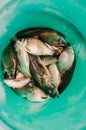 A bucket of caught crucian fish and gobies. Great catch on a float in a river