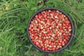 Bucket of collected wild strawberries in the forest and in the fields of Russia