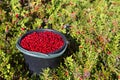 Bucket of cranberries in the forest Royalty Free Stock Photo