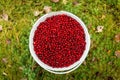 Bucket with cranberries in the forest top view Royalty Free Stock Photo