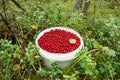 Bucket with cranberries in the green forest Royalty Free Stock Photo