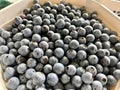 Bucket of Fresh Blueberries Royalty Free Stock Photo