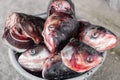 A bucket filled with the heads of killed bullhead fish