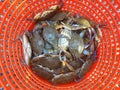 A red bucket filled with live blue crabs caught from the bay