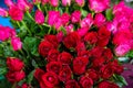 Bucket of fresh beautiful bright red and pink color rose flower with water spray and green leaves background selling in market