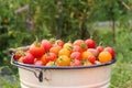 A bucket of fresh harvested homegrown cherry tomatoes