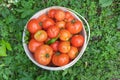 A bucket of fresh tomatoes grown at home