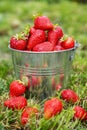 Bucket of freshly picked strawberries in summer garden. Ripe juicy strawberries in a small metal bucket Royalty Free Stock Photo