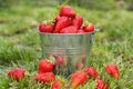 Bucket of freshly picked strawberries in summer garden. Ripe juicy strawberries in a small metal bucket Royalty Free Stock Photo