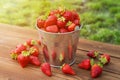 Bucket of freshly picked strawberries in summer garden. Ripe juicy strawberries in a small metal bucket on wooden table Royalty Free Stock Photo