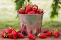 Bucket of freshly picked strawberries in summer garden. Ripe juicy strawberries in a small metal bucket on wooden table Royalty Free Stock Photo