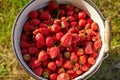 A bucket full of fresh strawberries