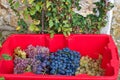 Bucket full of grapes Royalty Free Stock Photo