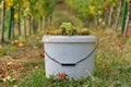 Bucket full of grapes Royalty Free Stock Photo