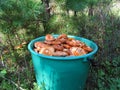 A bucket full of mushrooms