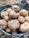 A bucket full of potatoes sitting on the ground Royalty Free Stock Photo