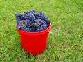 A bucket full of red grapes is standing on the lawn. Royalty Free Stock Photo